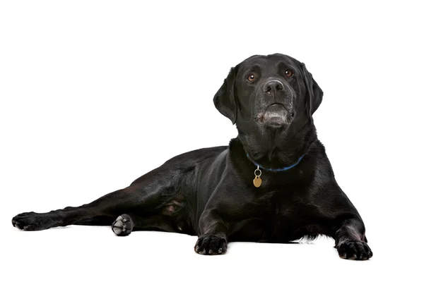 Siyah on yıl yaşlı Labrador — Stok fotoğraf