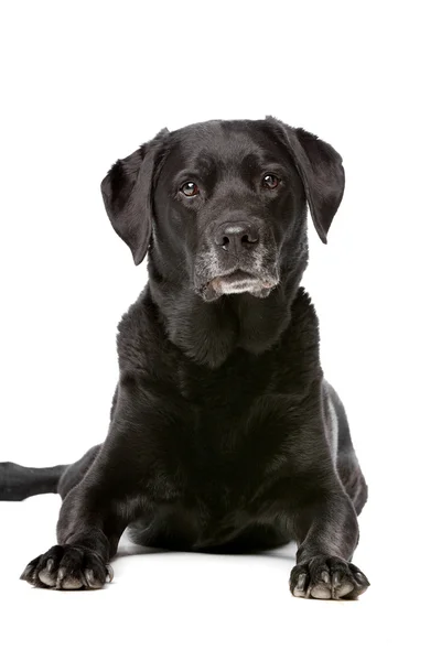Elva år gammal svart Labrador — Stockfoto