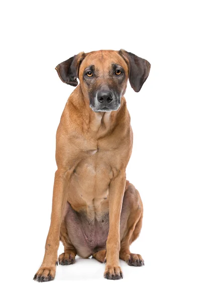 Rhodesian Ridgeback do — Stockfoto