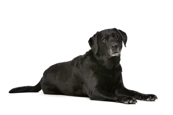 Elva år gammal svart Labrador — Stockfoto