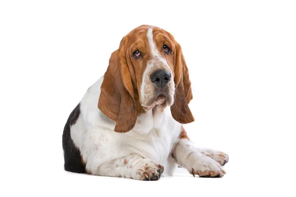 Basset hound di latar belakang putih — Stok Foto