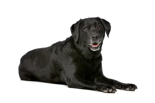 Elva år gammal svart Labrador — Stockfoto