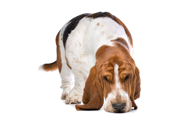 Basset hound sniffing