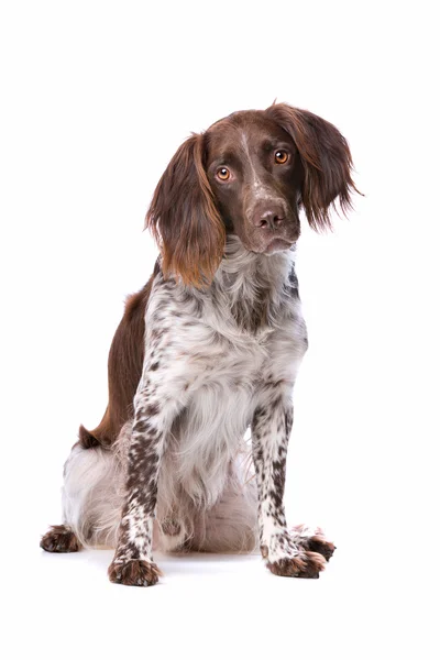 De kleine Munsterlander ook genoemd als Heidewachtel — Stockfoto