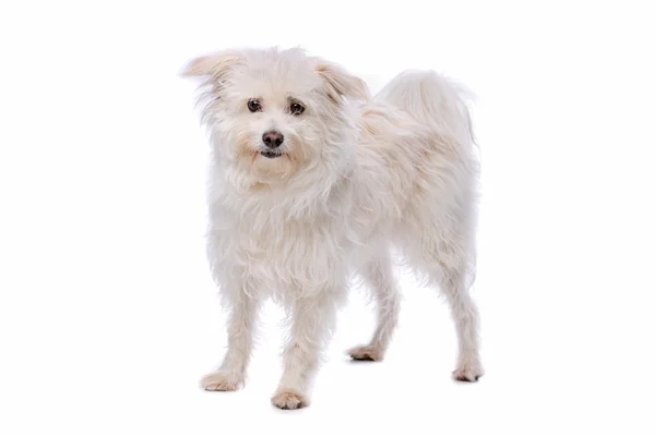 White Mixed breed dog — Stock Photo, Image