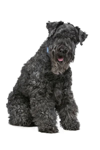 Kerry blue terrier — Stockfoto