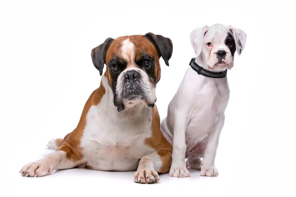 Brown cane pugile e un cucciolo di pugile — Foto Stock