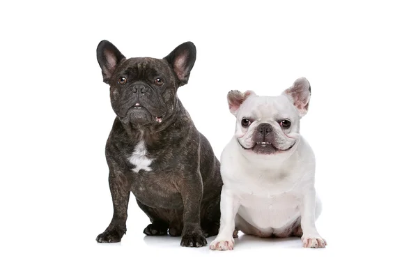 Dois bulldogs franceses — Fotografia de Stock
