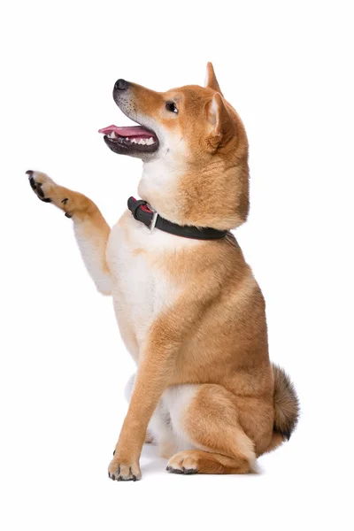 Shiba inu pes — Stock fotografie