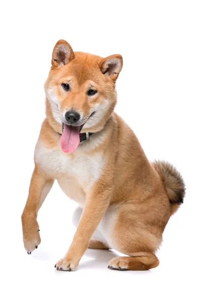 Shiba inu σκυλί — Φωτογραφία Αρχείου