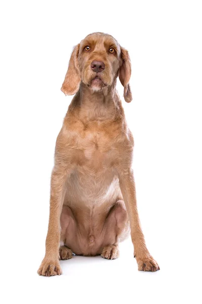 Wirehaired cão Vizsla — Fotografia de Stock