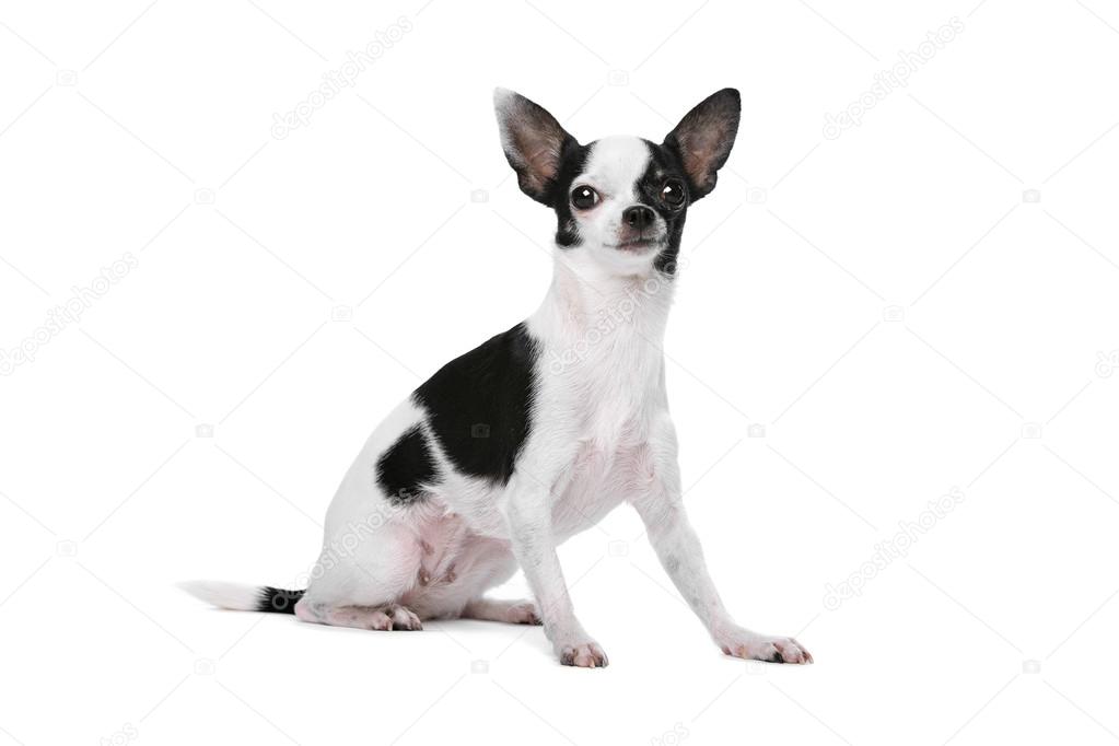 black & white chihuahua