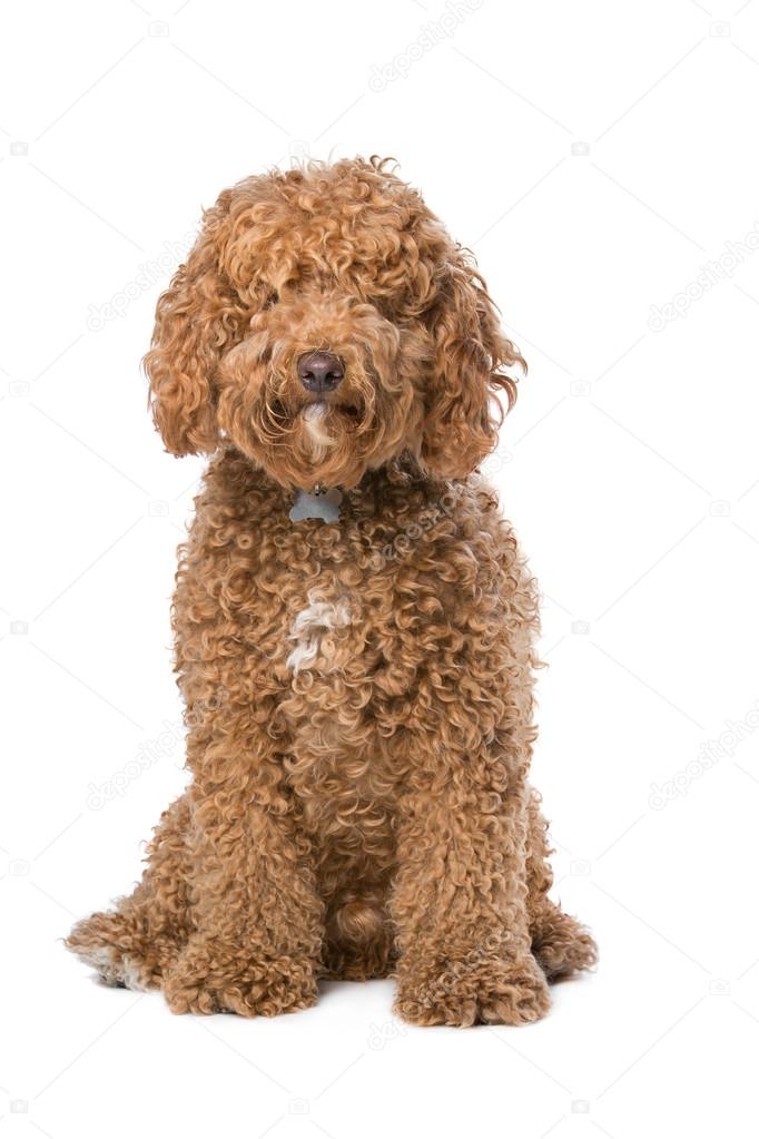 brown Labradoodle dog