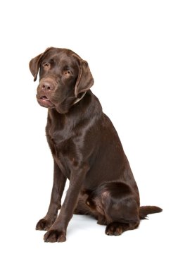 Çikolata Labrador köpek