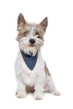 karışık cins köpek