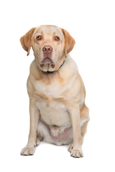 Labrador pes ve studiu — Stock fotografie