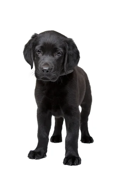 Zwarte labrador puppy — Stockfoto