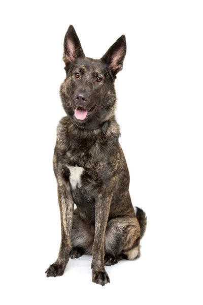 Belgian Malinois dog — Stock Photo, Image