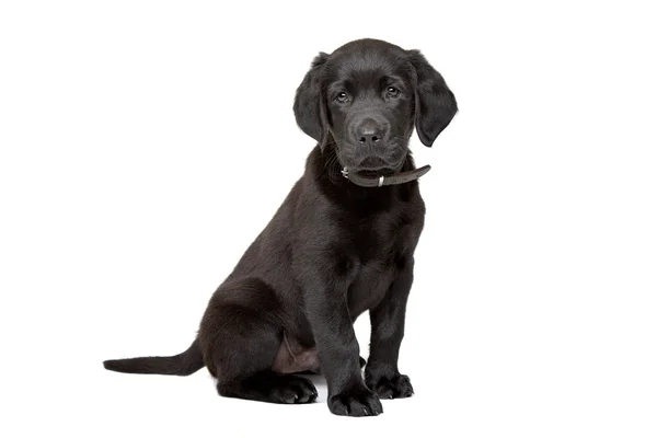 Cachorrinho labrador preto — Fotografia de Stock