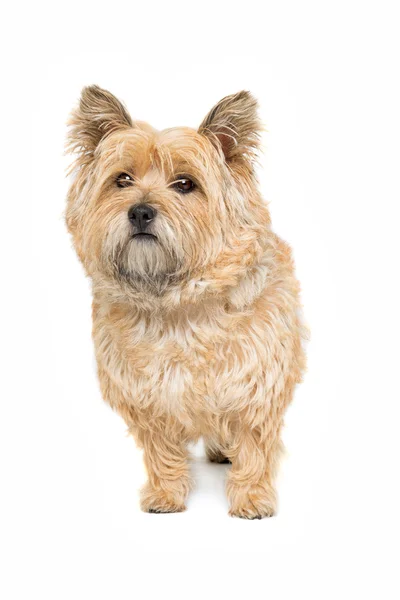 Cairn Terriër hond — Stockfoto