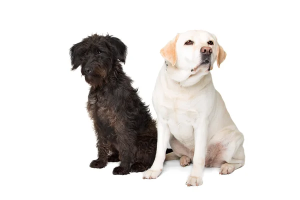 Labrador och en svart fluffig hund — Stockfoto