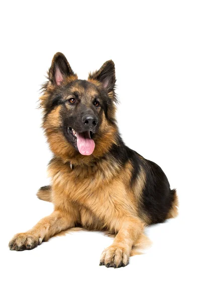 Cão pastor alemão — Fotografia de Stock