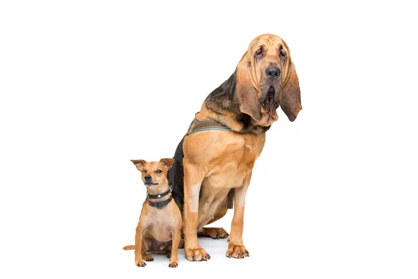 Dwergpinscher en een bloedhond — Stockfoto