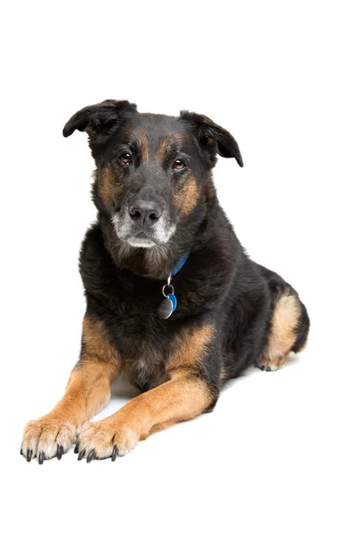 Mixed breed old dog — Stock Photo, Image