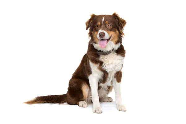 Australian shepherd dog — Stock Photo, Image