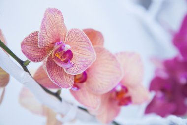 düğün çiçekleri