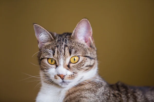 Tabby-Katze — Stockfoto