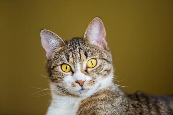 ぶち猫 — ストック写真
