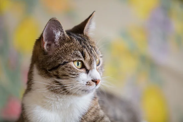 Gato de mesa — Fotografia de Stock