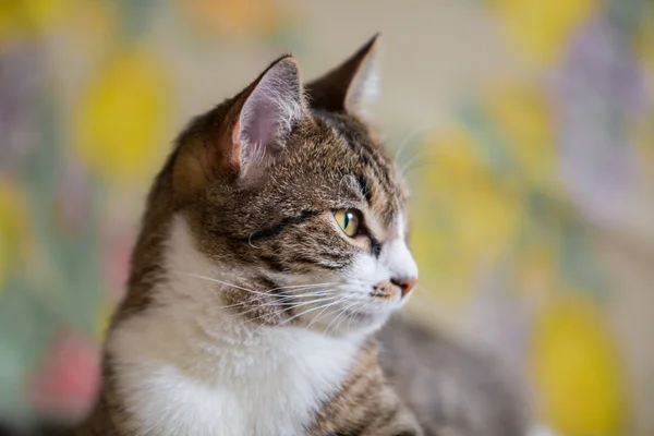 Gato de mesa — Fotografia de Stock