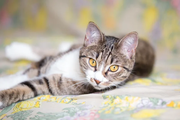 Gato de mesa — Fotografia de Stock