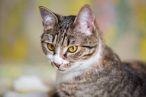 Gato de mesa — Fotografia de Stock