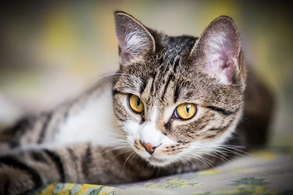 Gato de mesa — Fotografia de Stock