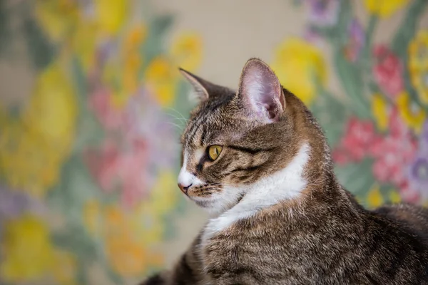 Gato de mesa — Fotografia de Stock