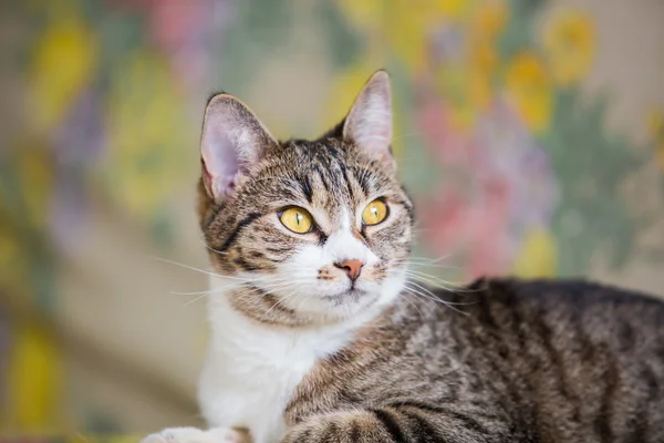 Tabby-Katze — Stockfoto