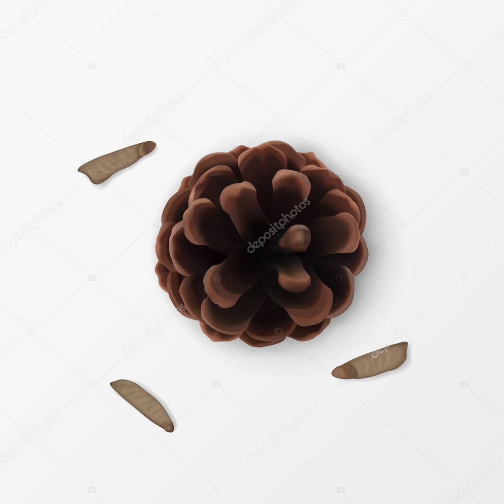 Pine Cone with Scattered Seeds. Top view. Realistic 3d Object isolated on white. Greeting Card Design Element. Pinecone Vector Icon, Symbol, Decor. Traditional Seasonal Decoration. Vector illustration