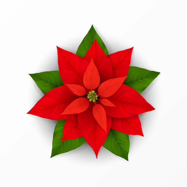 ポインセチアの花 クリスマスの冬の休日の装飾のためのスカーレットと緑の葉を持つポインセチア植物 クリスマスや新年のグリーティングカードデザインのアイコン 現実的な3Dベクトルオブジェクト — ストックベクタ