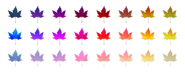 Set Vivid Maple Leaves Unusual Neon Colors Design Collection Seasonal — Stock Vector