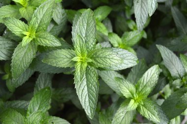 arka plan büyüyen nane yaprakları