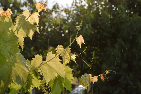 Виноградная ветка под дождем — стоковое фото