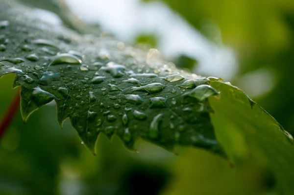 Feuille de raisin avec gouttes de pluie — Photo