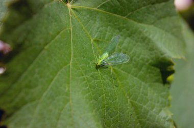 Lacewing böcek