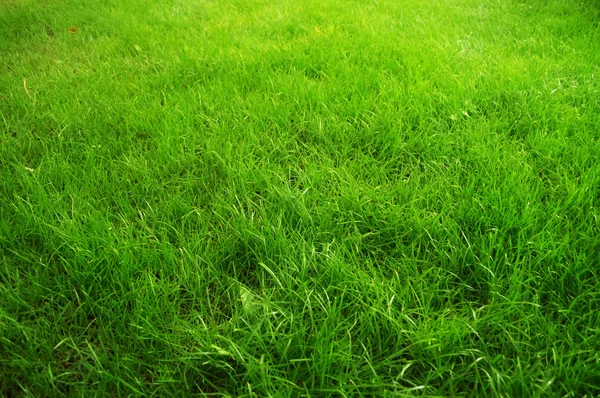 Green grass background — Stock Photo, Image