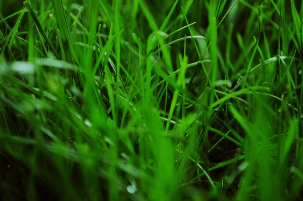 Fondo de hierba verde — Foto de Stock