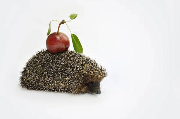 Hedgehog with pear — Stock Photo, Image