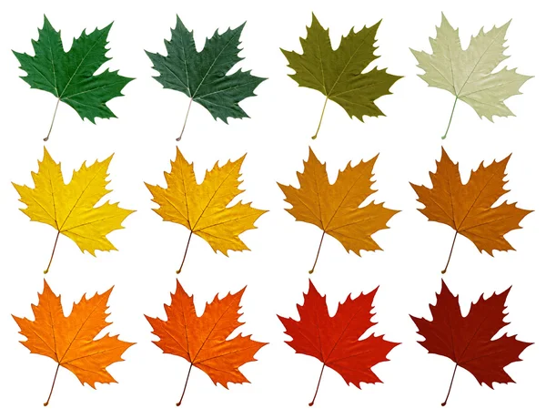 Sycamore leaf. Set in different color shades — Stock Photo, Image